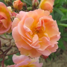 Ghislaine De Feligonde - 5.5lt Potted Repeat Rambling Garden Rose - Peach/Yellow