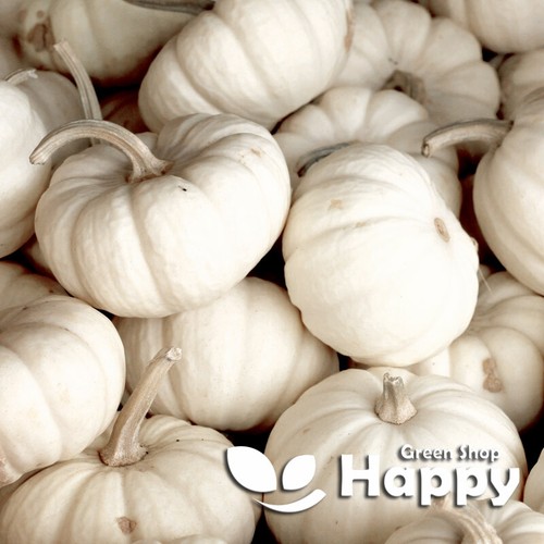 Baby boo white pumpkin 15 - baby,