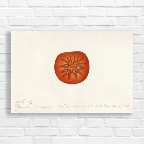 Vibrant botanical illustration - vibrant,