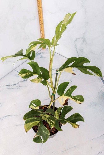 Variegated rhaphidophora - variegated,