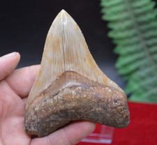 #C3 ,LOVELY BIG! 4.3"  GENUINE