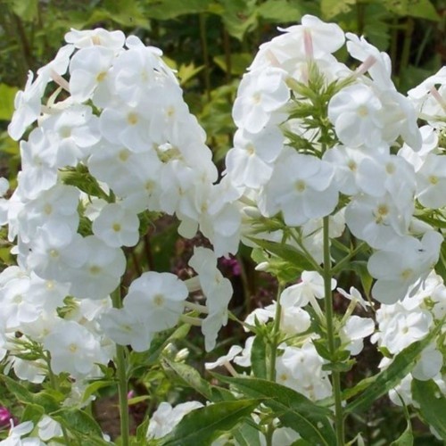 Well rooted tall white phlox - tall,