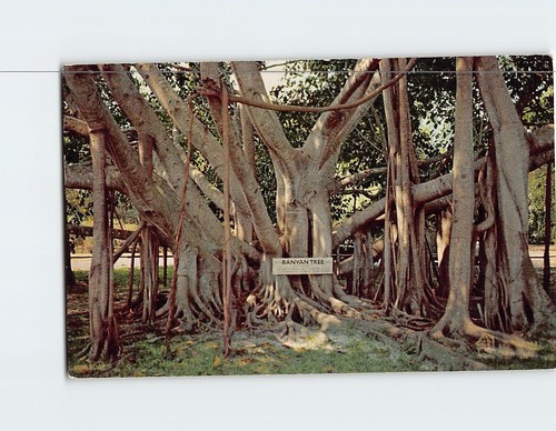 Postcard the great banyan tree - postcard,
