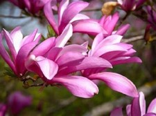 MAGNOLIA BETTY PLANT TREE HARDY SHRUB PURPLE PINK WHITE FLOWERS 2LT POT