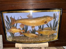 Antique Fish Taxidermy Bow