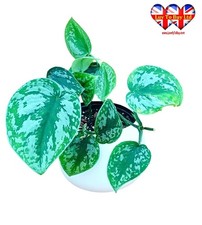 Satin Pothos (Scindapsus pictus) 4+ Branches (10–20 cm)