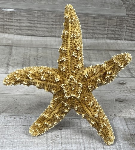 Real starfish seashell - real,
