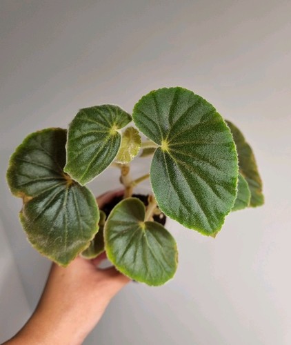 Begonia tomentosa potted