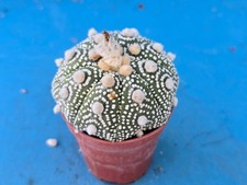 ASTROPHYTUM HYBRID 5.6CM CACTUS PLANT