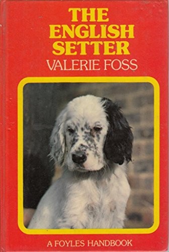 The english setter - setter,