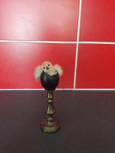 Taxidermy chick egg on - in,