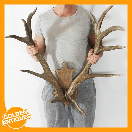 Large red deer stag - large, 12-point