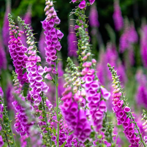 Foxglove seeds 200 native - native, uk