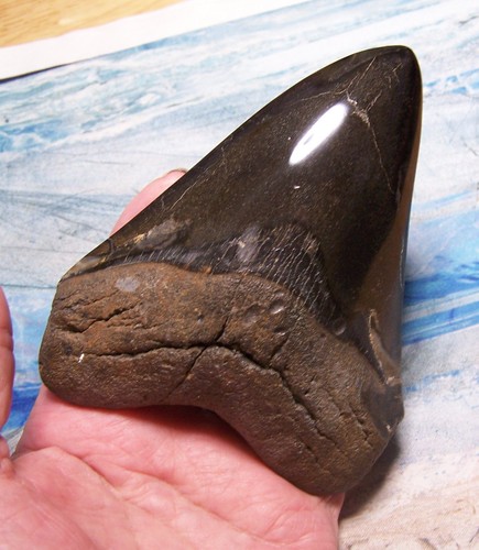 Megalodon shark tooth - megalodon, 1/16"