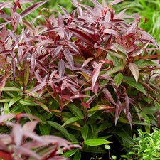 Leucothoe burning love - leucothoe, love’