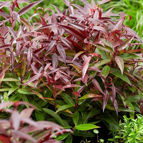 Leucothoe burning love - ‘burning, love’