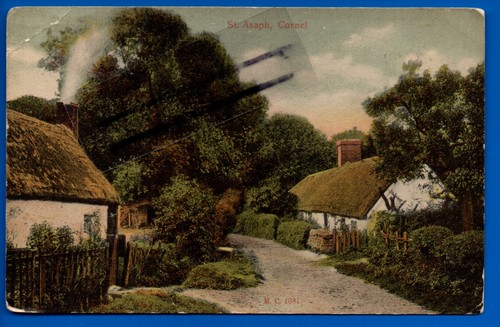 Peacock postcard cornel - peacock,