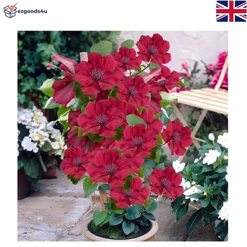 Established red clematis - established,