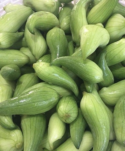 Achocha plug plants - 4,