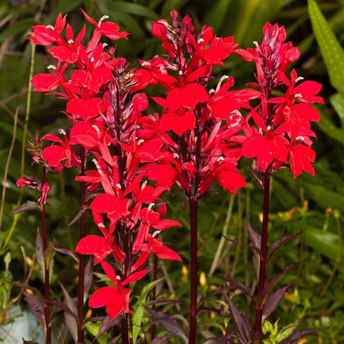 Lobelia starship scarlet - starship,