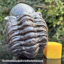 Reedops Enrolled Fossil