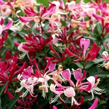LONICERA HONEYSUCKLE SEROTINA  9CM POT CLIMBING PLANT YELLOW RED FLOWERS