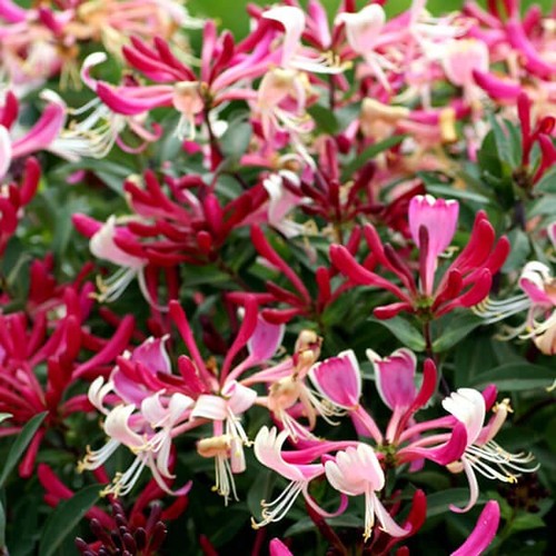 Lonicera honeysuckle serotina - lonicera,