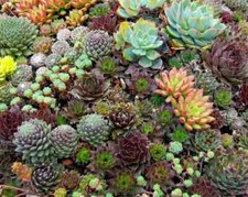 House Leek Sempervivum hybridum mixed 110 seeds+FREE REUSABLE PLANT LABEL