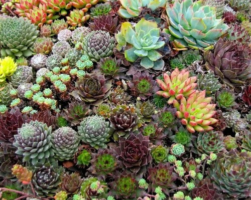 House leek sempervivum - house,