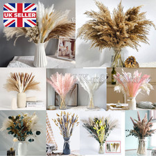12-84pcs Pampas Grass Natural