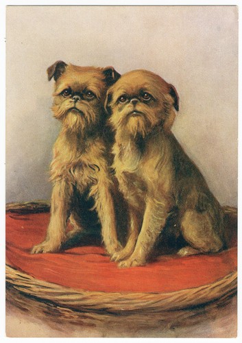 Brussels griffon 1930 - brussels, dog