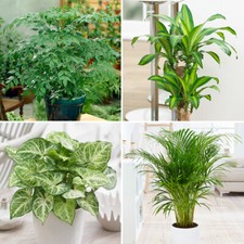 Indoor Plants, Compact