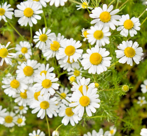 000x matricaria recutita - matricaria,