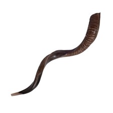 SHOFAR Kudu Yemenite Horn Big