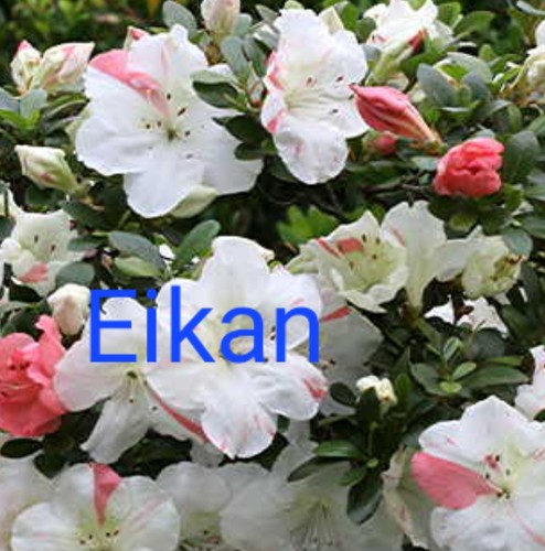 Beautiful flowering satsuki - beautiful,