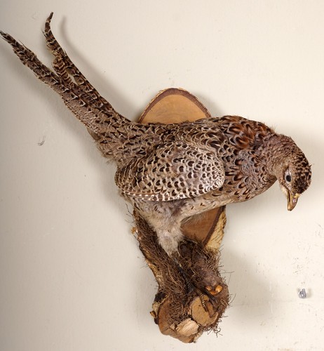 Beautiful hunting pheasant - beautiful,