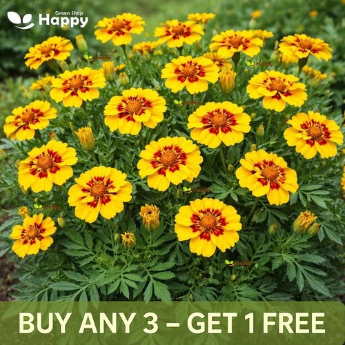 French marigold seeds dainty - french,