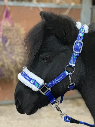 Horse headcollar lead rope - headcollar, set