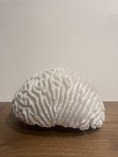 Vintage white brain coral - white,