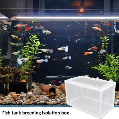 Aquarium fish tank guppy - aquarium,
