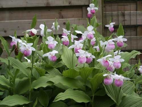 Showy lady slipper orchid - showy,