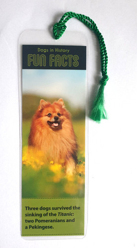 Pomeranian pekingese dog - pekingese,