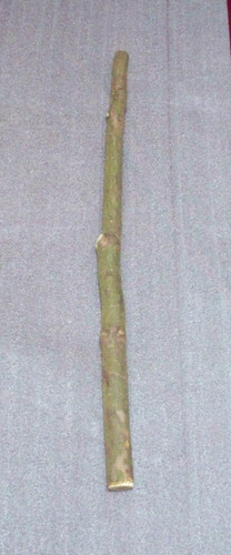 Yew wood walking stick - x,