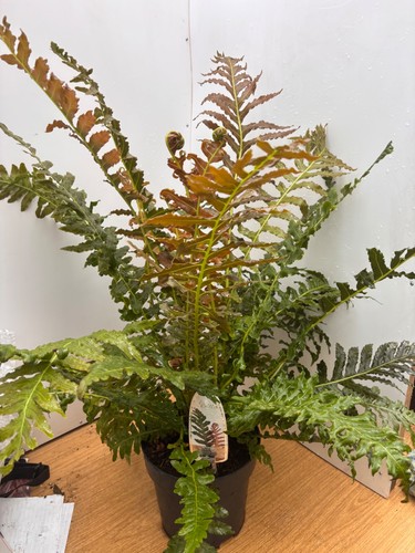 Blechnum brasiliense volcano - blechnum,