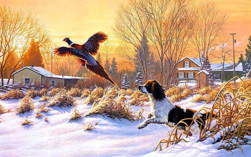 Mittelstadt hunting gun dog - hunting,
