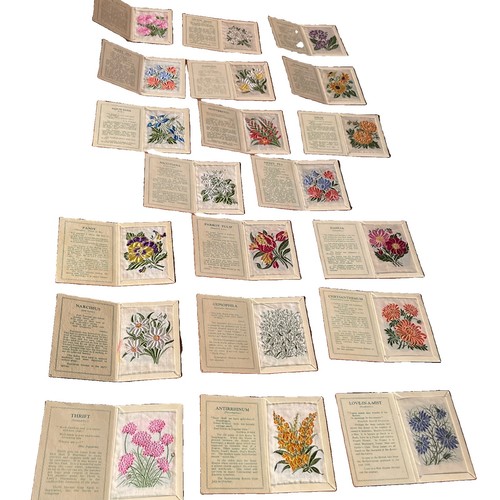 Kensitas flowers flower - kensitas,