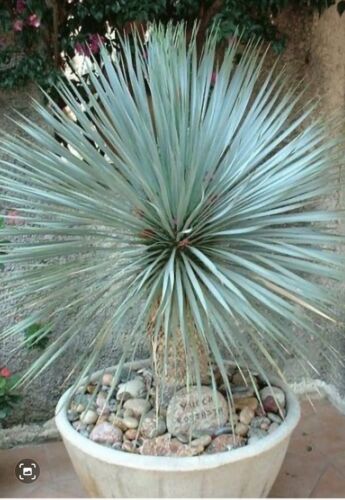 Yucca rostrata blue swan - yucca,