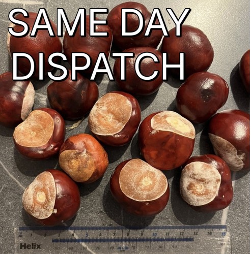 10x extra large conkers horse - 10x,
