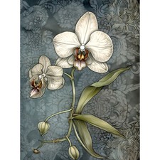 Orchid Flower Blooms Pastel