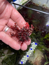 Gracilaria Hayi (Red Bush)